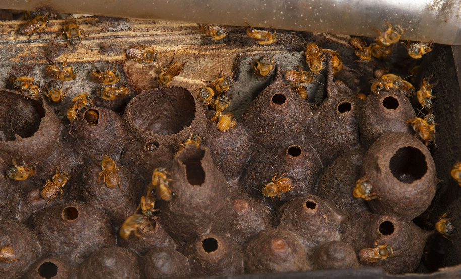 MORRETES (BRASIL), 10/11/2022;  Agricultores de Morretes recebem curso apicultura em uma propriedade com criacção de abelhas, Paraná, Brasil, em 10 de Novembro de 2022. Foto: Hedeson Alves/TECPAR