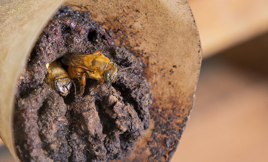 MORRETES (BRASIL), 10/11/2022;  Agricultores de Morretes recebem curso apicultura em uma propriedade com criacção de abelhas, Paraná, Brasil, em 10 de Novembro de 2022. Foto: Hedeson Alves/TECPAR