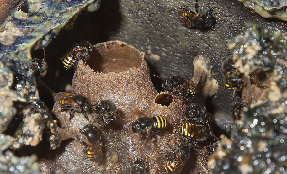 MORRETES (BRASIL), 10/11/2022;  Agricultores de Morretes recebem curso apicultura em uma propriedade com criacção de abelhas, Paraná, Brasil, em 10 de Novembro de 2022. Foto: Hedeson Alves/TECPAR