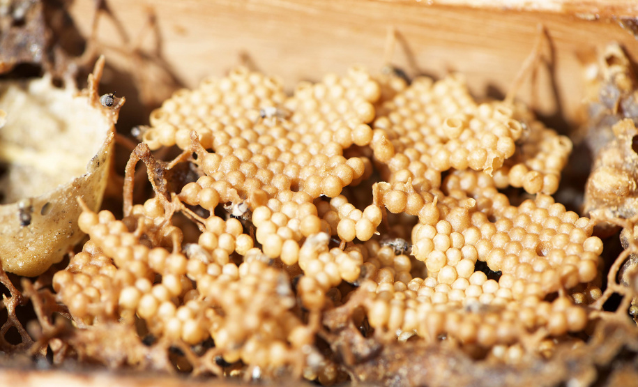 Projeto Poliniza Paraná está entre os três primeiros classificados de premiação nacional