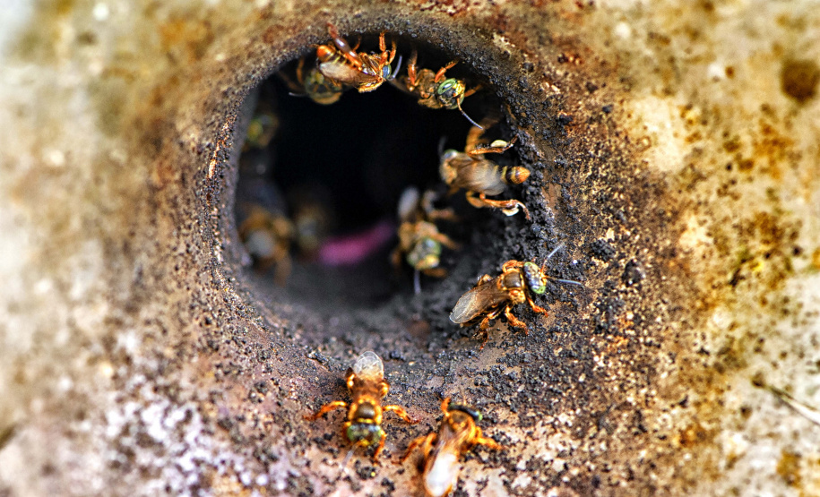 Projeto Poliniza Paraná está entre os três primeiros classificados de premiação nacional