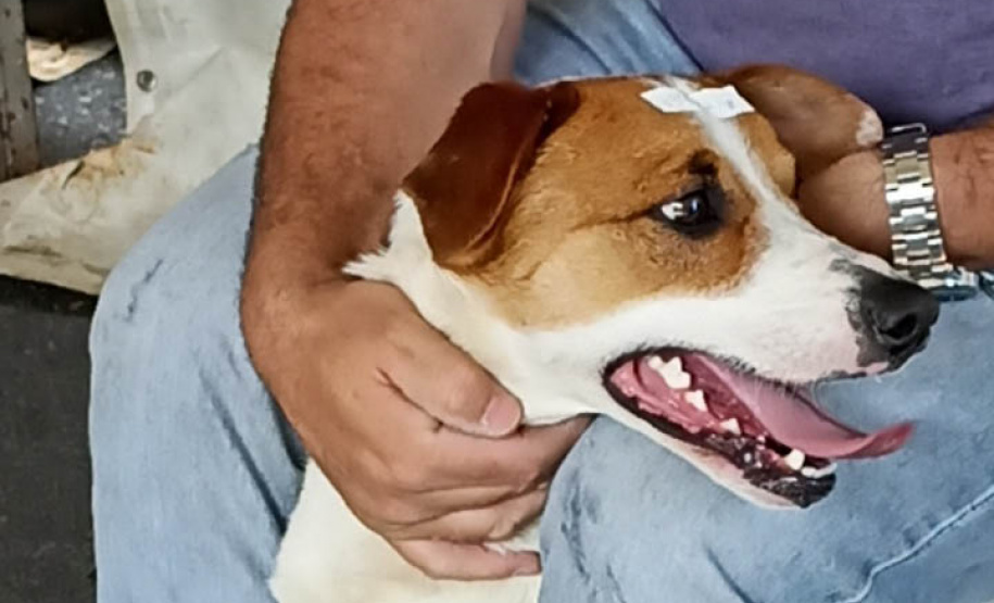 Mais de 2 mil animais devem ser atendidos nesta semana pelo CastraPet Paraná