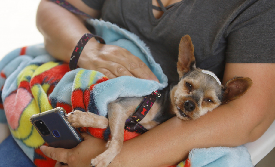 Mais de 2 mil animais devem ser atendidos nesta semana pelo CastraPet Paraná