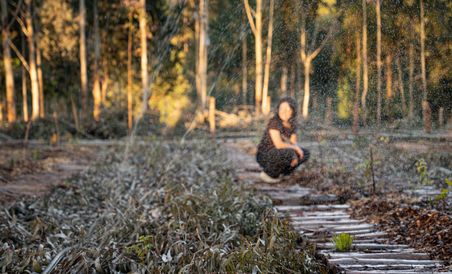 APP Paraná Mais Verde facilita pedido de mudas de árvores nativas para o IAT