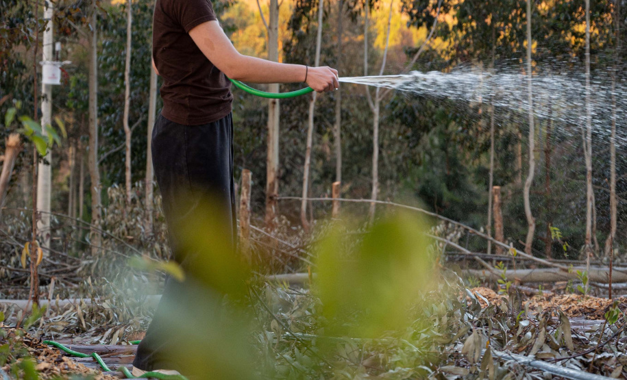 APP Paraná Mais Verde facilita pedido de mudas de árvores nativas para o IAT