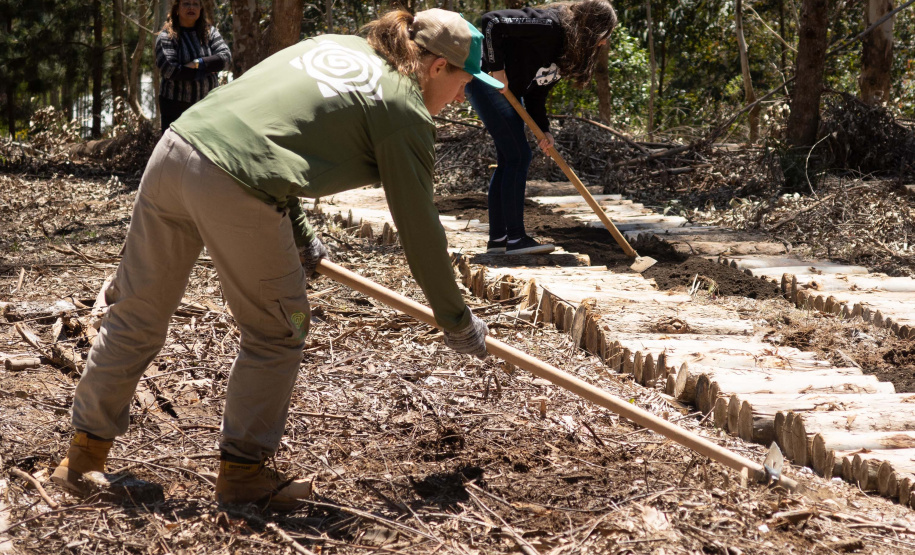 APP Paraná Mais Verde facilita pedido de mudas de árvores nativas para o IAT