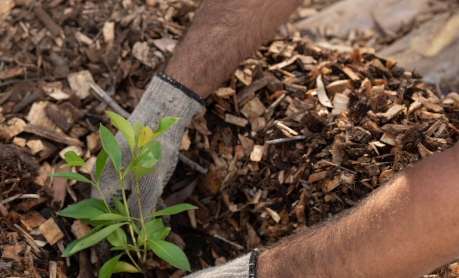 APP Paraná Mais Verde facilita pedido de mudas de árvores nativas para o IAT