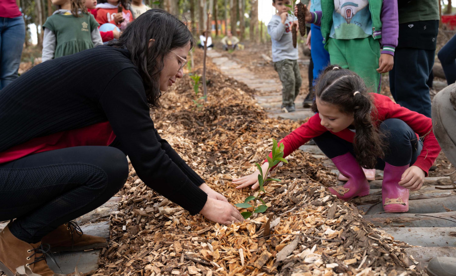 APP Paraná Mais Verde facilita pedido de mudas de árvores nativas para o IAT