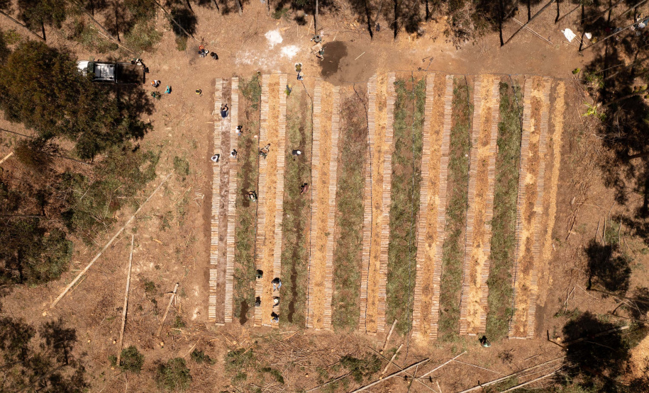 APP Paraná Mais Verde facilita pedido de mudas de árvores nativas para o IAT