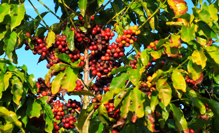 Café, tecnologias, sucessão e mulheres no agro são as novas categorias do Prêmio Orgulho da Terra