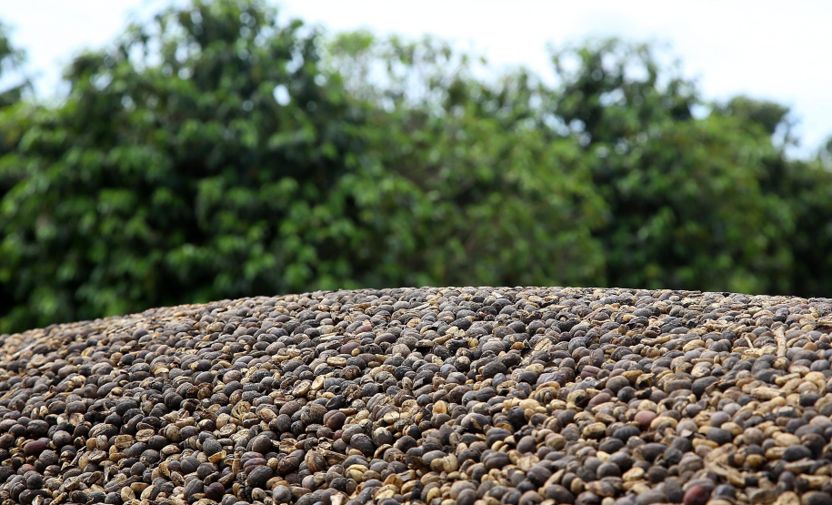 Prova de xícara define nesta semana os vencedores do Prêmio Café Qualidade Paraná 2022