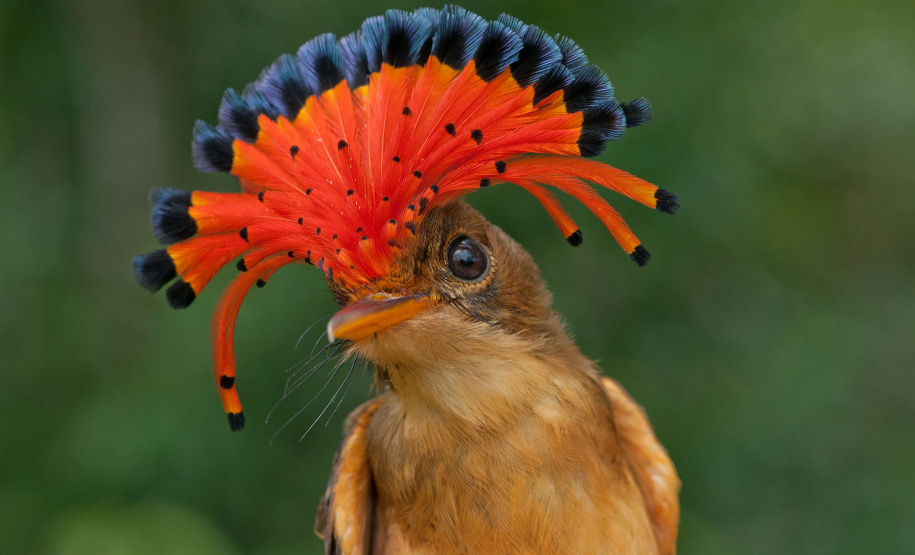 Colégios da rede estadual vão receber 1,6 mil exemplares de livro sobre a geografia e o meio ambiente do Paraná