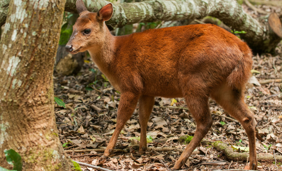 Colégios da rede estadual vão receber 1,6 mil exemplares de livro sobre a geografia e o meio ambiente do Paraná