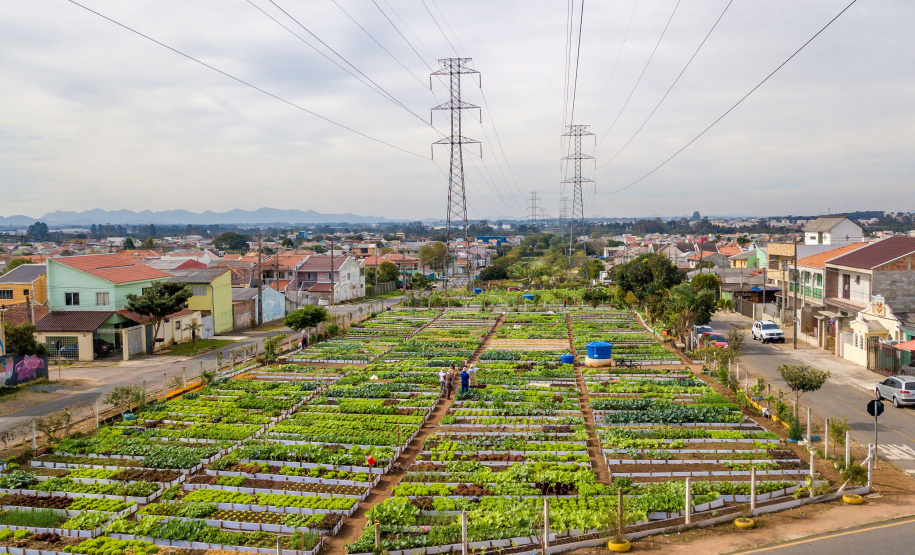 Hortas urbanas sob linhas de energia produzem toneladas de alimentos orgânicos no PR