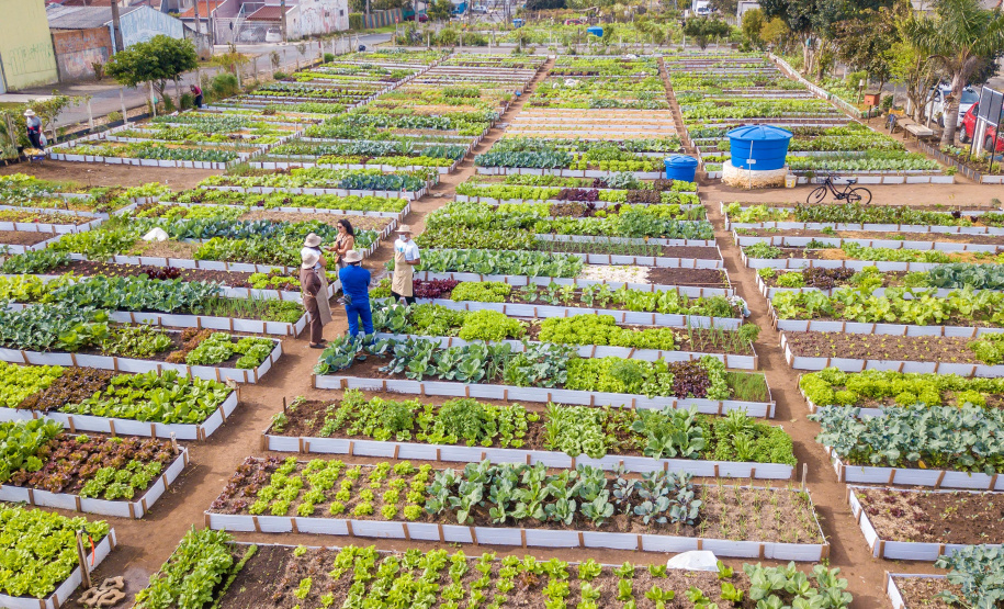 Hortas urbanas sob linhas de energia produzem toneladas de alimentos orgânicos no PR