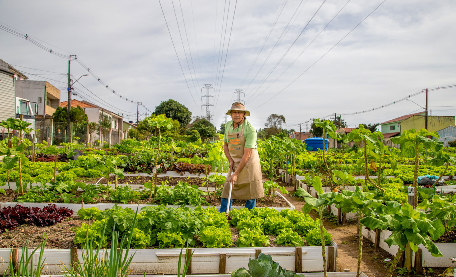 Hortas urbanas sob linhas de energia produzem toneladas de alimentos orgânicos no PR