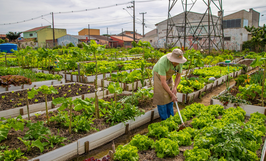 Hortas urbanas sob linhas de energia produzem toneladas de alimentos orgânicos no PR