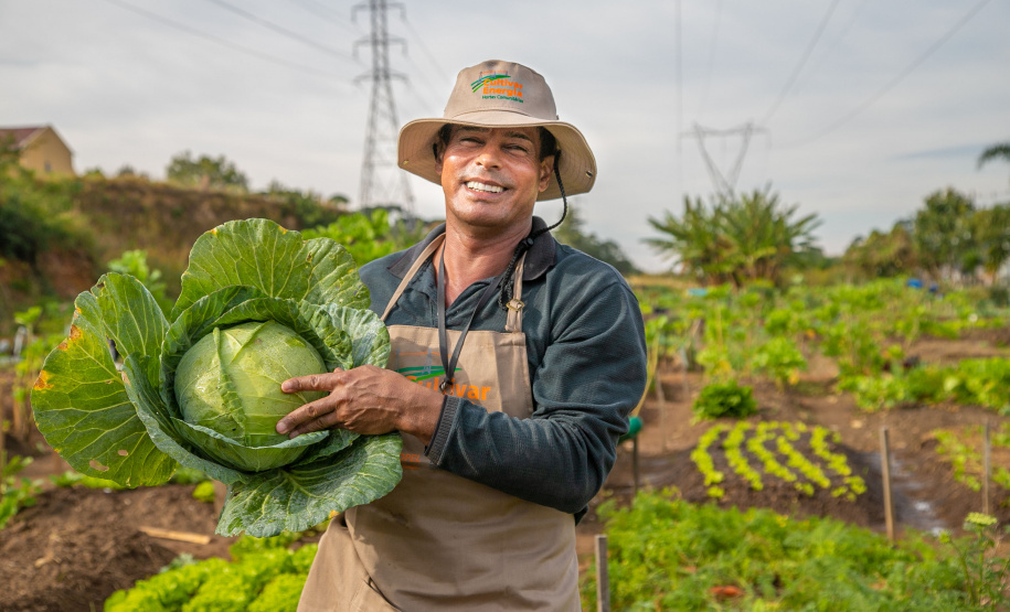 Hortas urbanas sob linhas de energia produzem toneladas de alimentos orgânicos no PR