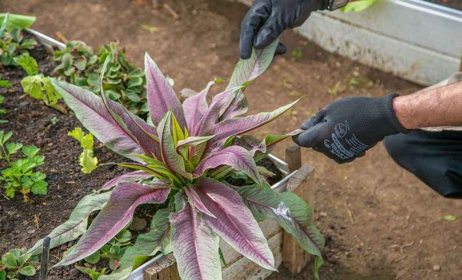 Hortas urbanas sob linhas de energia produzem toneladas de alimentos orgânicos no PR