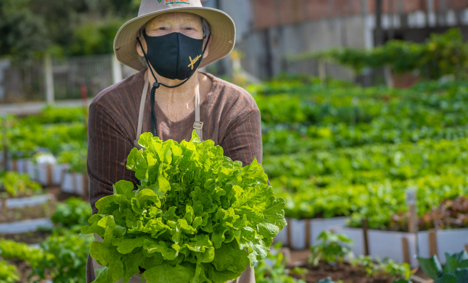 Hortas urbanas sob linhas de energia produzem toneladas de alimentos orgânicos no PR
