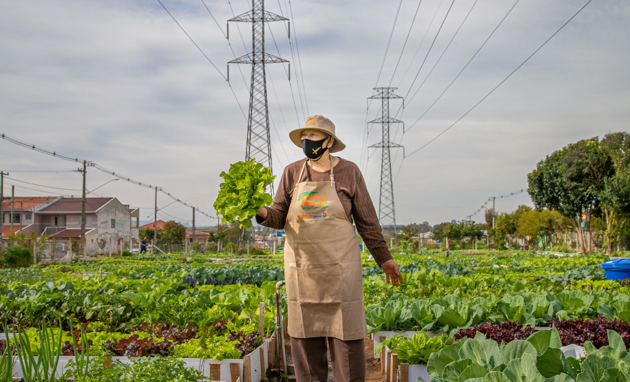 Hortas urbanas sob linhas de energia produzem toneladas de alimentos orgânicos no PR