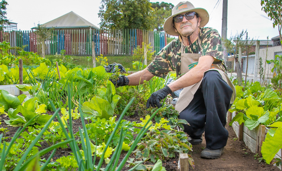 Hortas urbanas sob linhas de energia produzem toneladas de alimentos orgânicos no PR