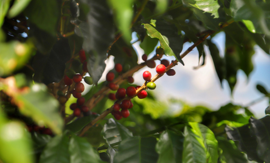 Prova de xícara define nesta semana os vencedores do Prêmio Café Qualidade Paraná 2022