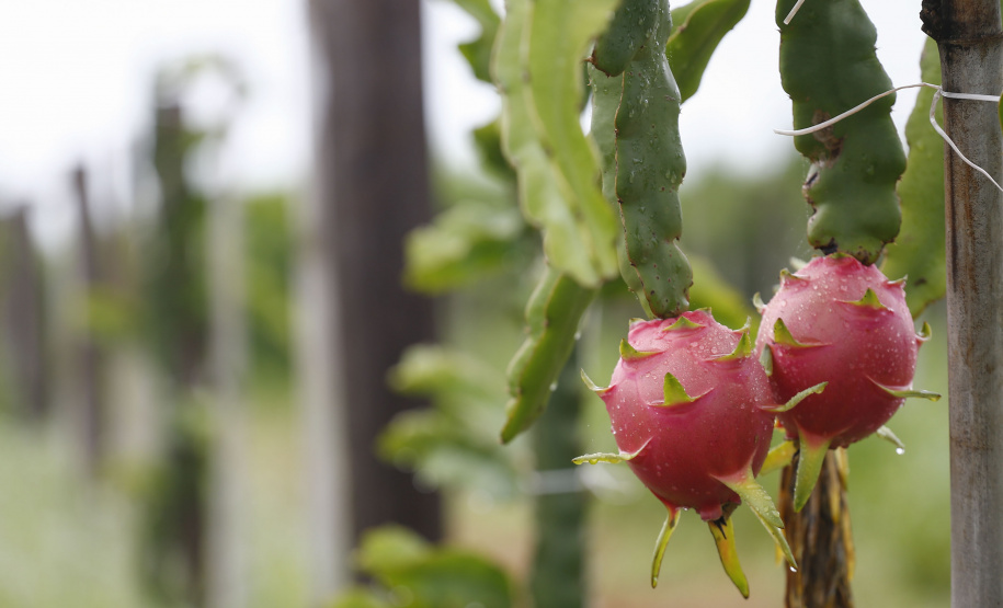 Encontro discute técnicas produtivas e oportunidades de negócio para a pitaia