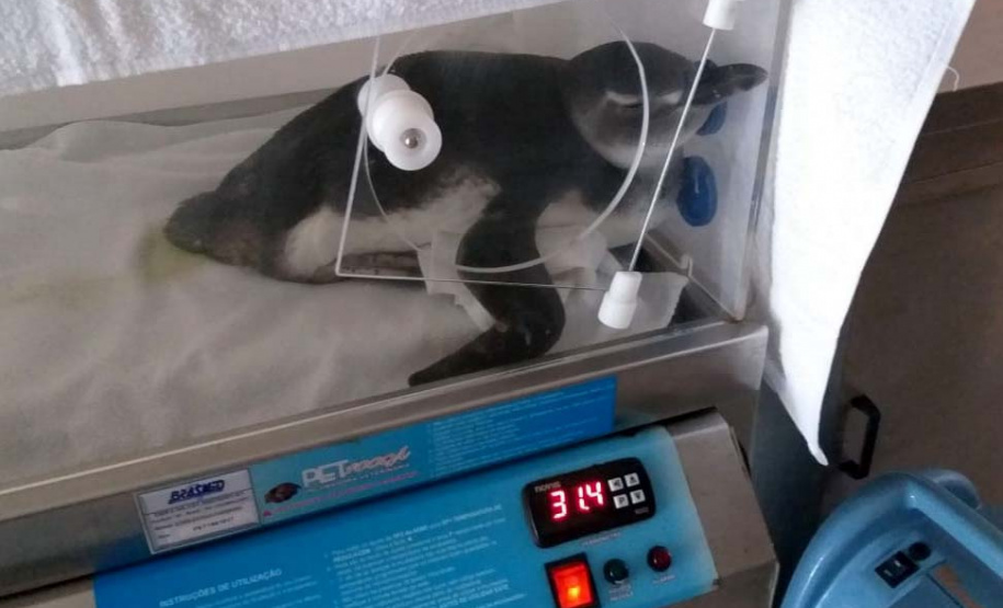 Projeto monitora e analisa animais encalhados no litoral paranaense