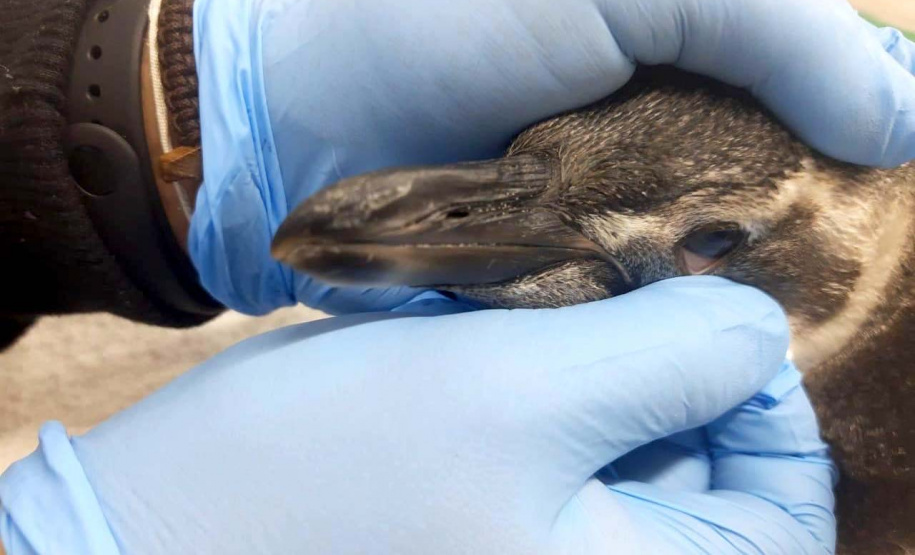 Projeto monitora e analisa animais encalhados no litoral paranaense