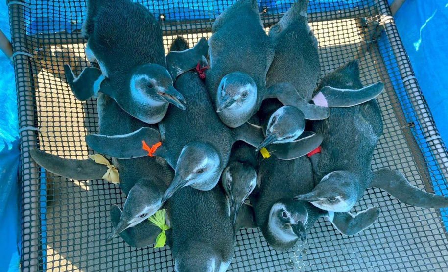 Projeto monitora e analisa animais encalhados no litoral paranaense