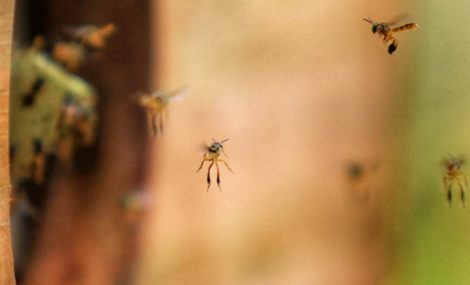 Projeto Poliniza Paraná está entre os três primeiros classificados de premiação nacional