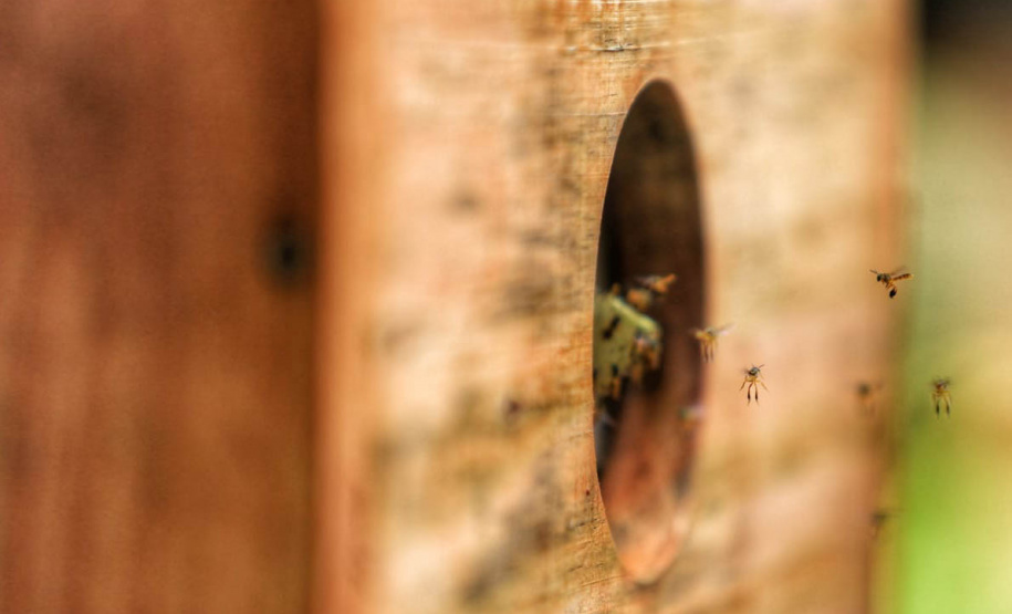 Projeto Poliniza Paraná está entre os três primeiros classificados de premiação nacional