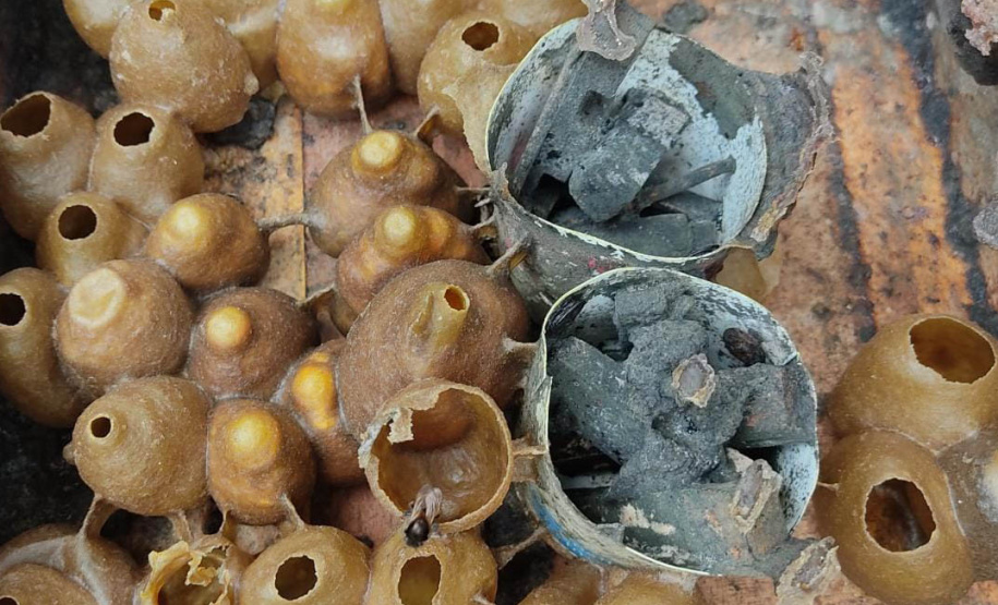 Projeto Poliniza Paraná está entre os três primeiros classificados de premiação nacional