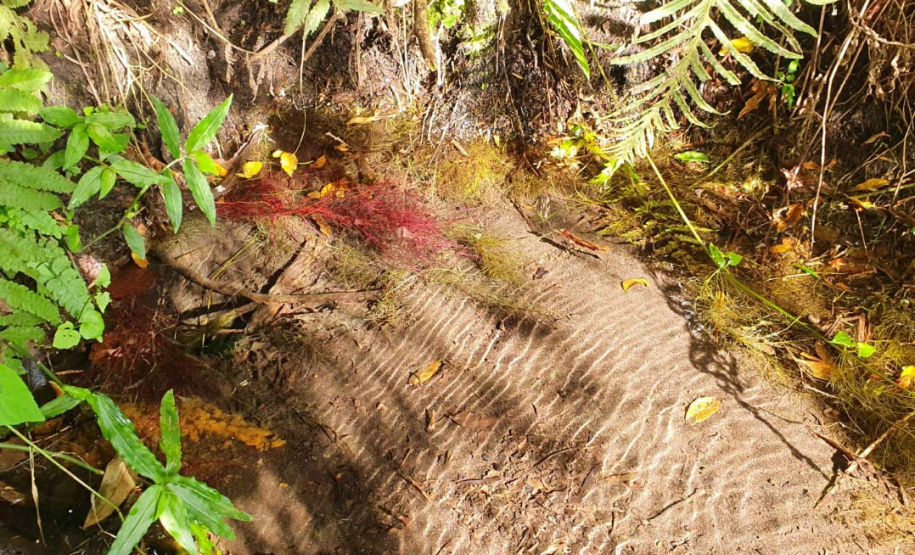 IDR-Paraná apresenta resultado das ações de preservação na bacia do Miringuava