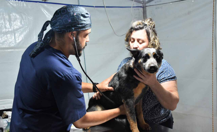 Em quatro meses, CastraPet Paraná atinge 63% dos municípios cadastrados no projeto neste ano