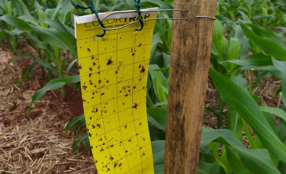 Adapar instala armadilhas para ampliar estudo sobre o enfezamento do milho