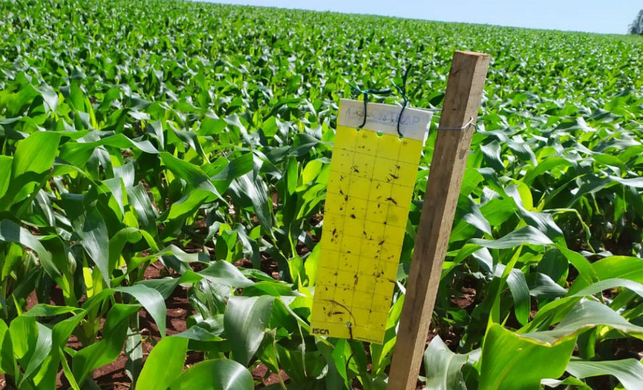 Adapar instala armadilhas para ampliar estudo sobre o enfezamento do milho