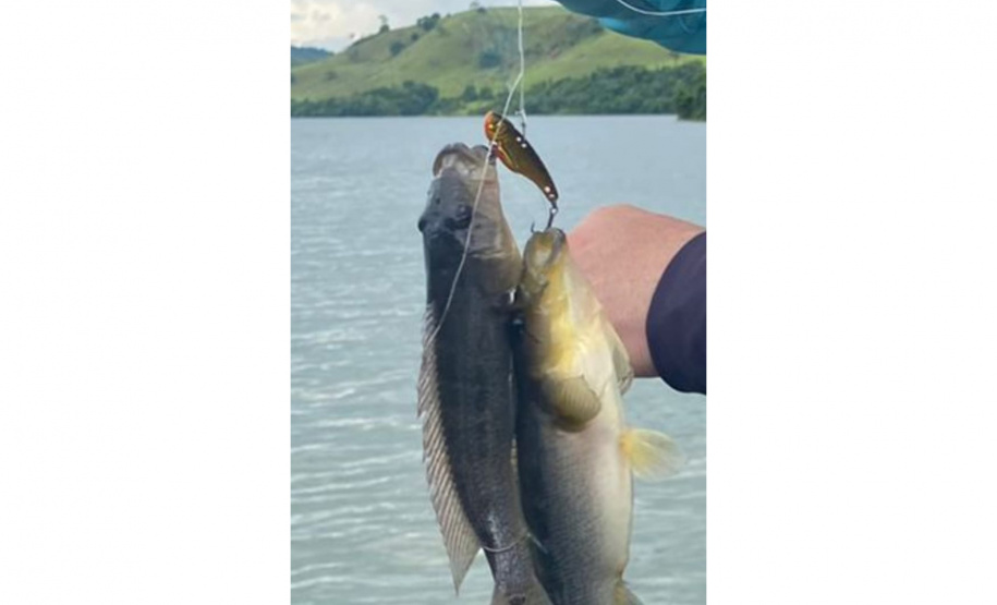 repovoamento de peixes nativos nas Bacias Hidrográficas do Paraná