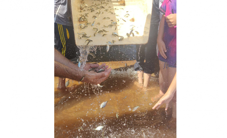 repovoamento de peixes nativos nas Bacias Hidrográficas do Paraná