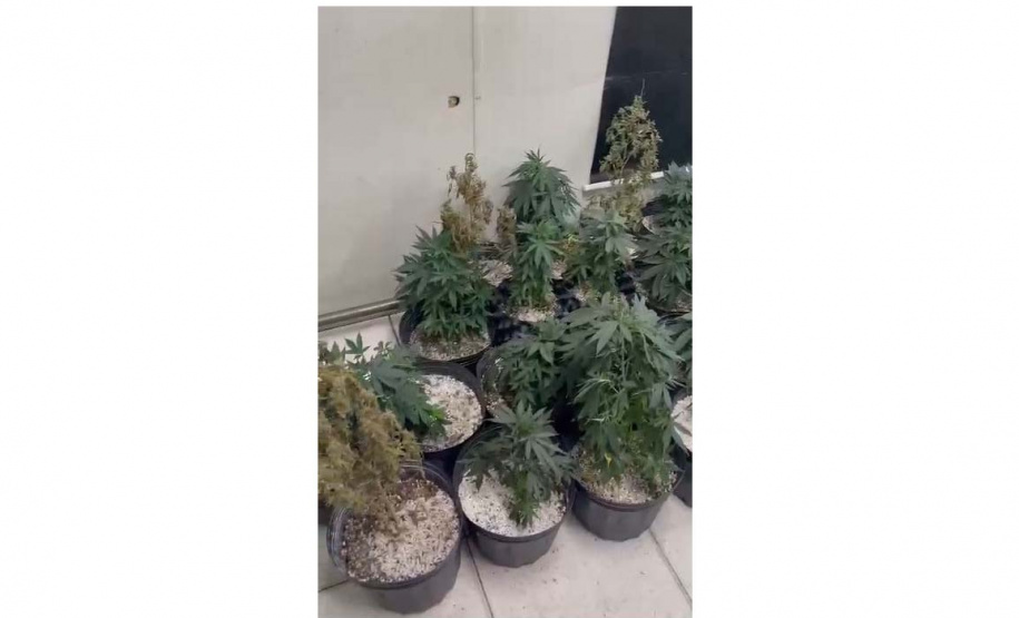 Denúncia anônima leva à apreensão de 42 pés de maconha em Curitiba