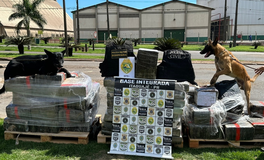 Cão farejador auxilia na apreensão de 1,4 tonelada de maconha