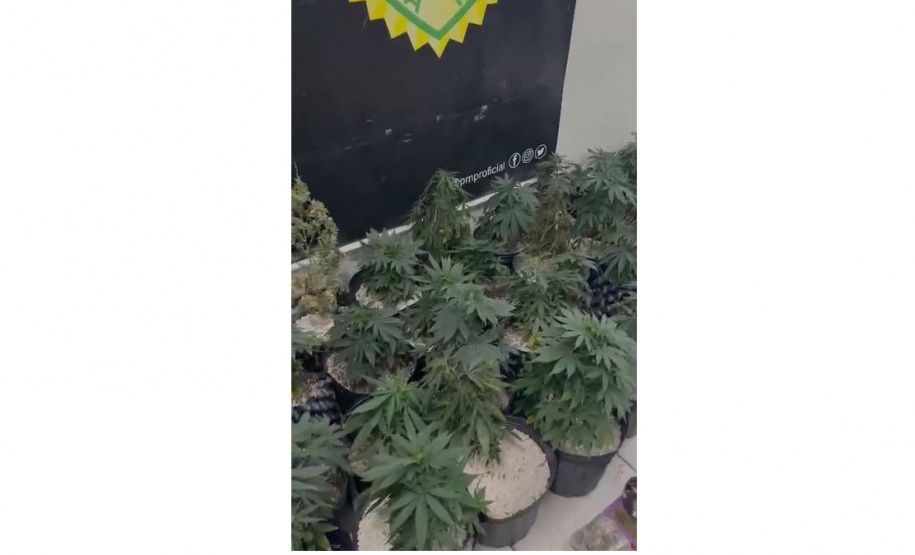 Denúncia anônima leva à apreensão de 42 pés de maconha em Curitiba