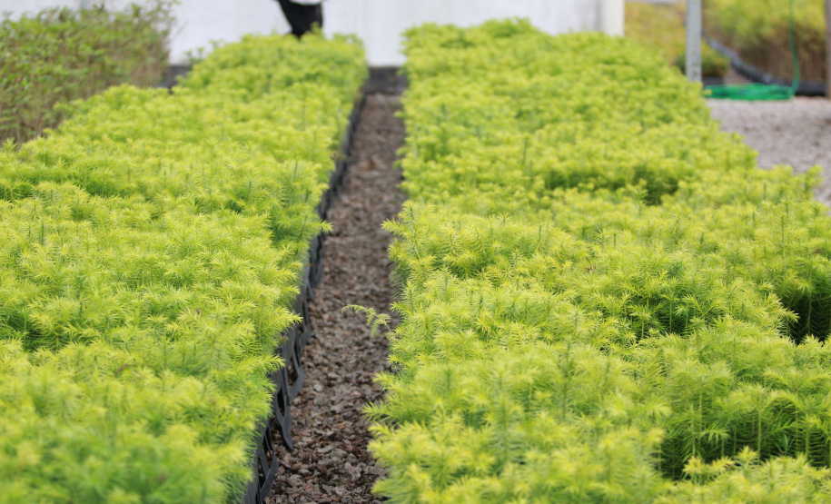 Boas práticas ambientais dão ao Paraná reconhecimento nacional em sustentabilidade