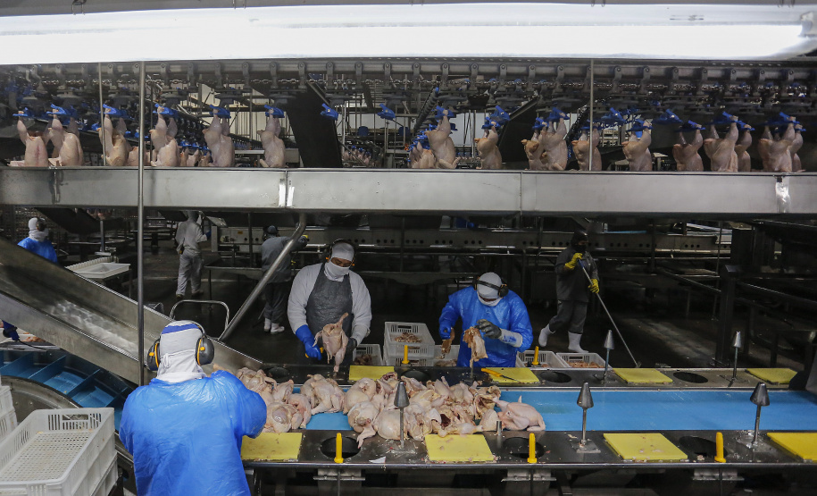 Com avicultura em destaque, Paraná produziu 4,87 milhões de toneladas de carne neste ano