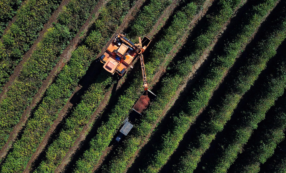 Clima desfavorável reduz em 40,7% a safra de café no Paraná