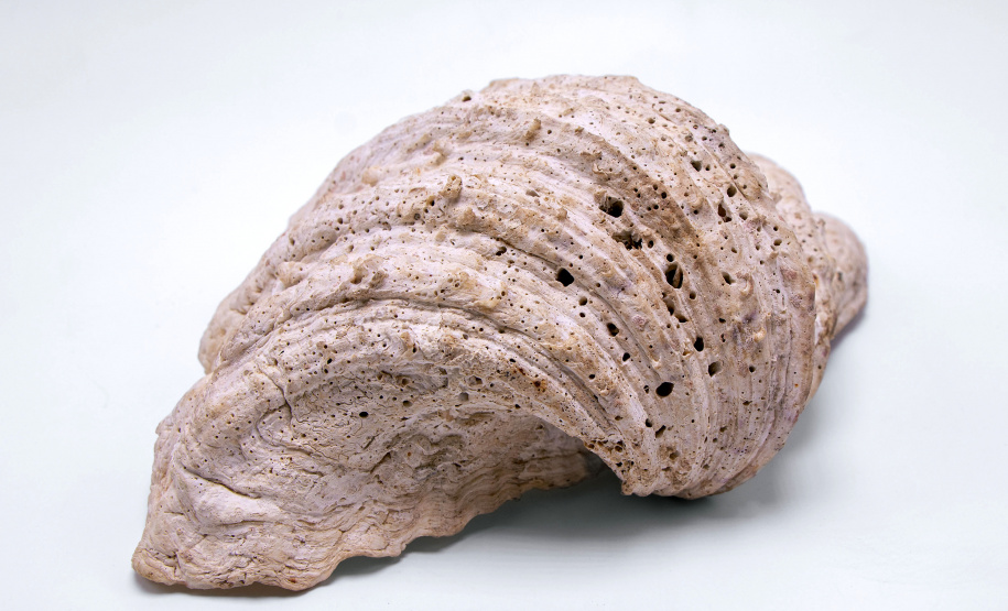 Lago dos Cisnes e novas exposições movimentam a agenda; museus têm horários especiais nesta sexta