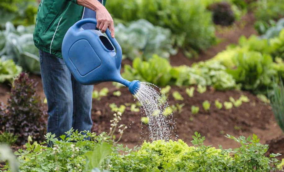 Paraná fortalece segurança alimentar com apoio a produtores e atenção a vulneráveis
