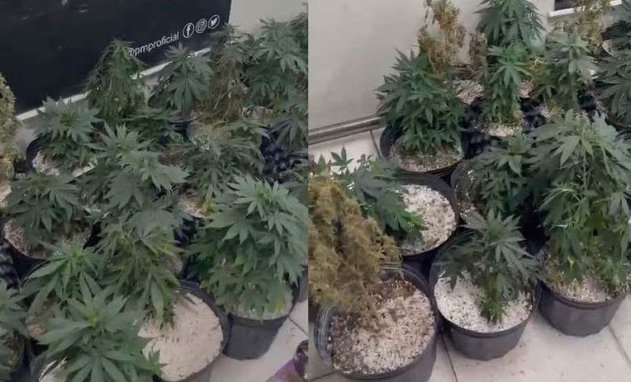 Denúncia anônima leva à apreensão de 42 pés de maconha em Curitiba