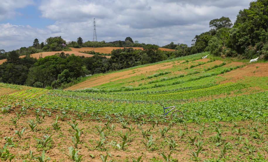 Líder nacional em produtores de orgânicos, Paraná investe para ampliar ainda mais o segmento -